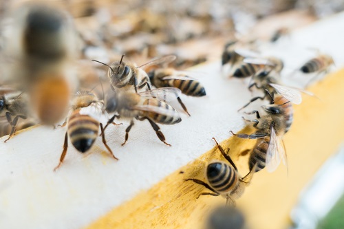 Wisconsin Researchers Believe Honey Bees Can Be More Than Just Pollinators