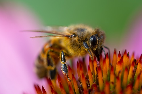National Honey Bee Day is August 17!