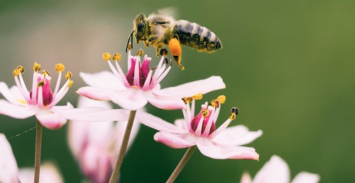 Virginia Park Creates Pollinator Habitat