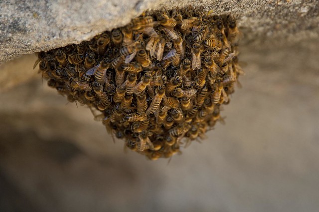 USDA to Resume Honey Bee Surveys