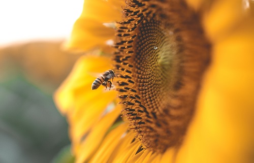 Scientific Breakthrough Results in Fungicide Honey Bees Can Carry to Plants