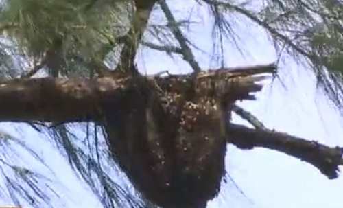 Bee Colony Saved by Local Beekeeper