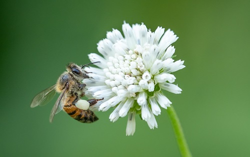 EPA Hit with Second Lawsuit to Protect Honey Bees from Pesticides