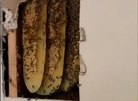 South Carolina Family Finds 80,000 Bees… in the Wall!