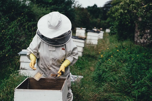 New Hives Could Help Save Honey Bees