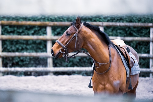 MGH Study Shows Improved Wound Healing for Horses