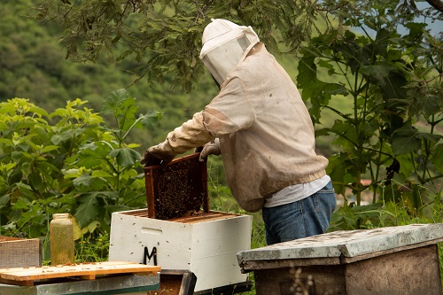 European Honey Production in Sharp Decline