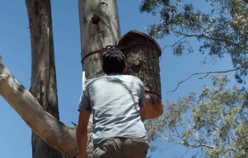 German Native’s Plan for Honey Bees Starting to Get Momentum