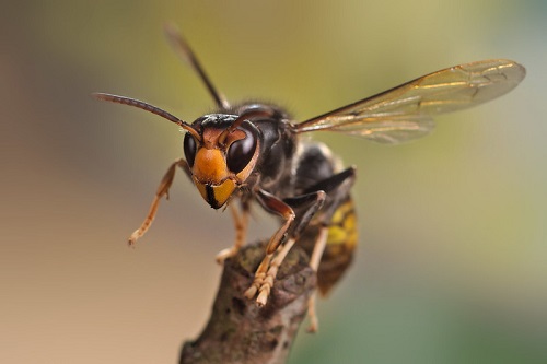 Honey Bee-Eating Hornets Found in Washington