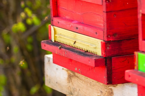 Florida School Children Get a Quick Lesson in Beekeeping