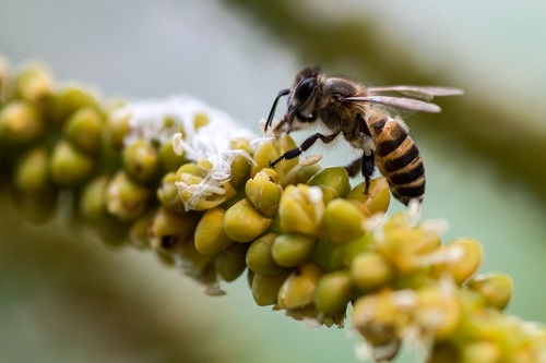 Israeli Company Completed First Phase of Artificial Pollination System