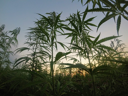 Study Confirms Bees Like… Hemp