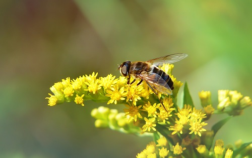 True Activist Warns Bees on ‘Verge of Extinction’