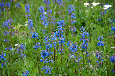 Want to Help Bees? Plant These Plants in YOUR Yard