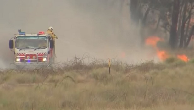 New South Wales' Beekeepers Facing Massive Challenge Post-Bushfires