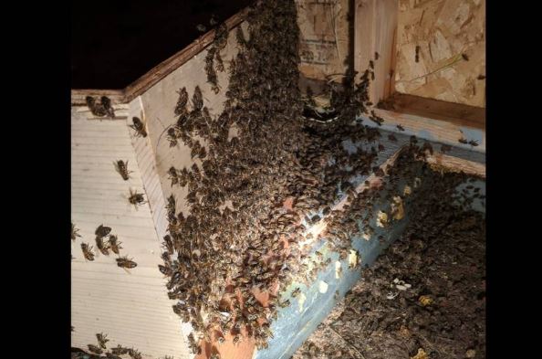 70-Pound Beehive Discovered in California Home
