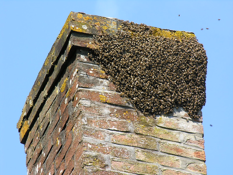 Spring is Here... and So Are the Honey Bee Swarms