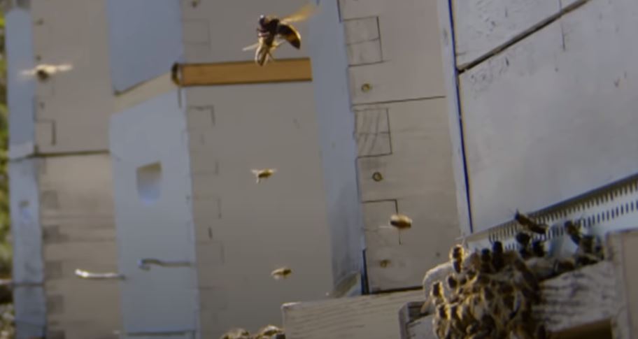 First COVID-19, Now Europe Fearful of Asian Hornet to Honey Bee Population