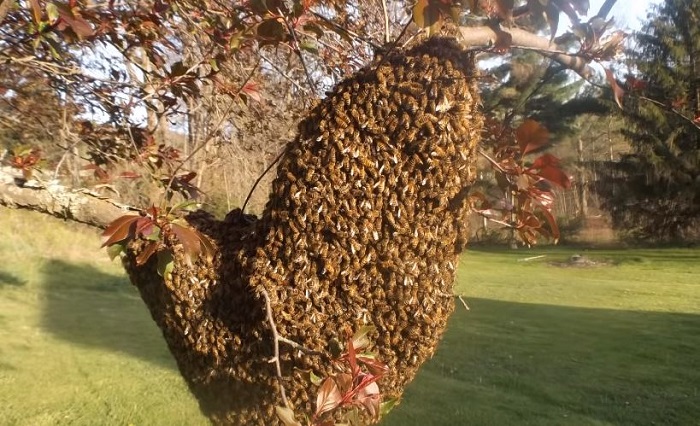 Colorado Beekeepers Preparing for 'Swarm Season'