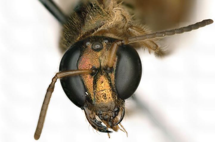 Half Male-Half Female Bee Discovered