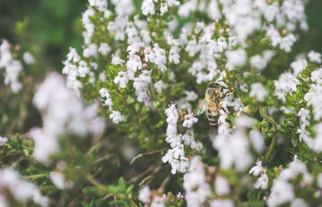 Study Reveals Best Pollen Sources for Philadelphia Beekeepers