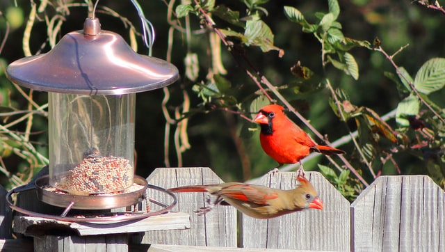 Why Are Honey Bees Attacking Bird Feeders?