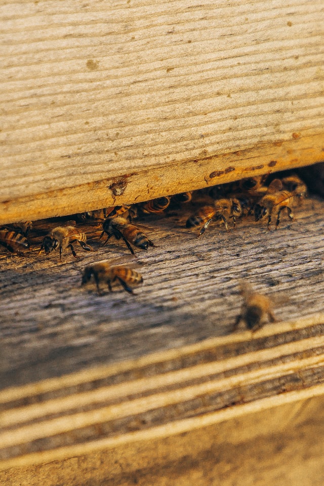 Virus Can Turn Honey Bees into Trojan Horse for Their Hives