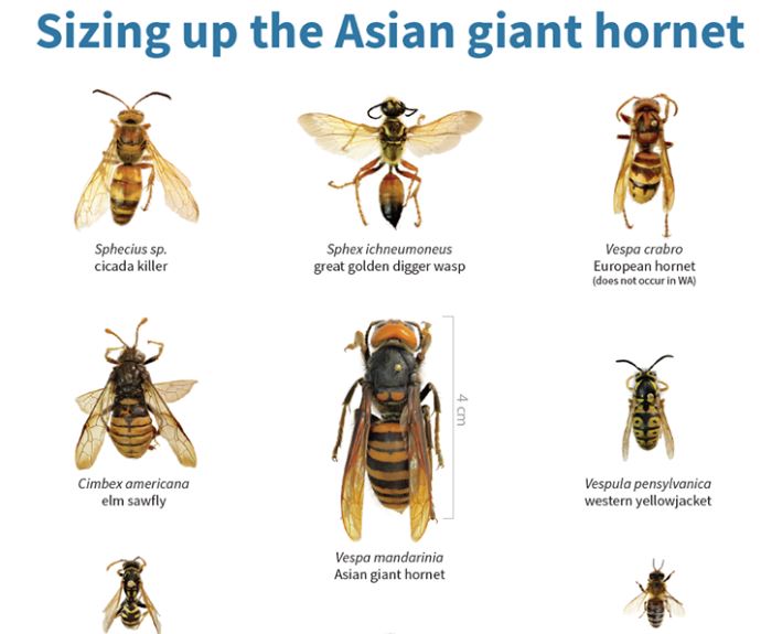 Murder Hornets Arrive in United States