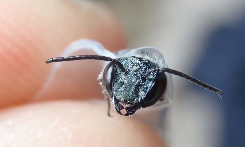 Rare Blue Bees Found in Florida