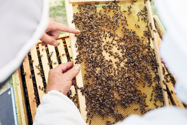 Indiana Bee Survey a Mixed Bag