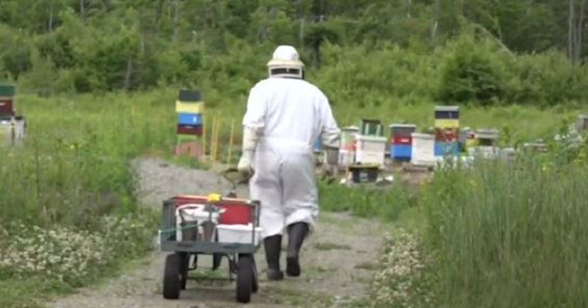 Maine Reports a Much Better Year for Honey Bees