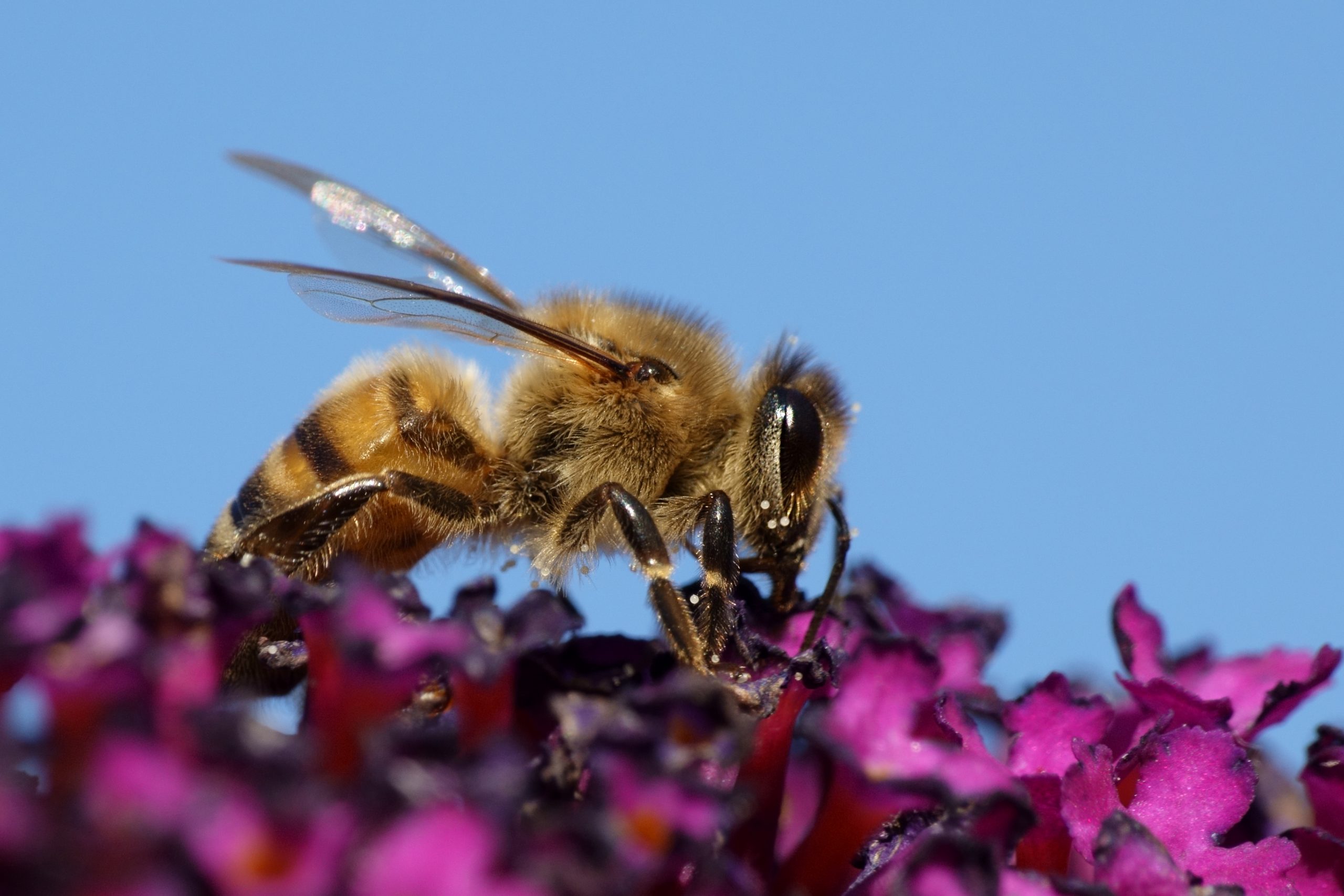 Some Fun Facts About Honey Bees