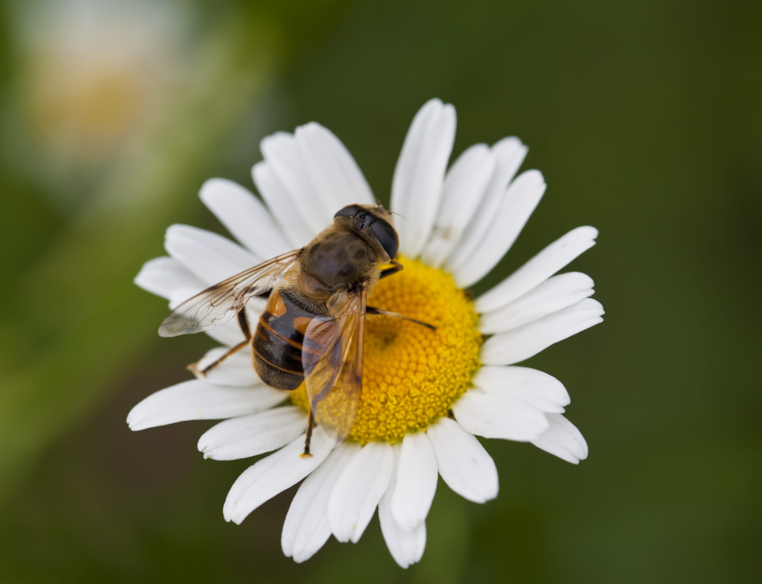 Researchers Say Crop Yields Impacted by Declining Honey Bee Populations