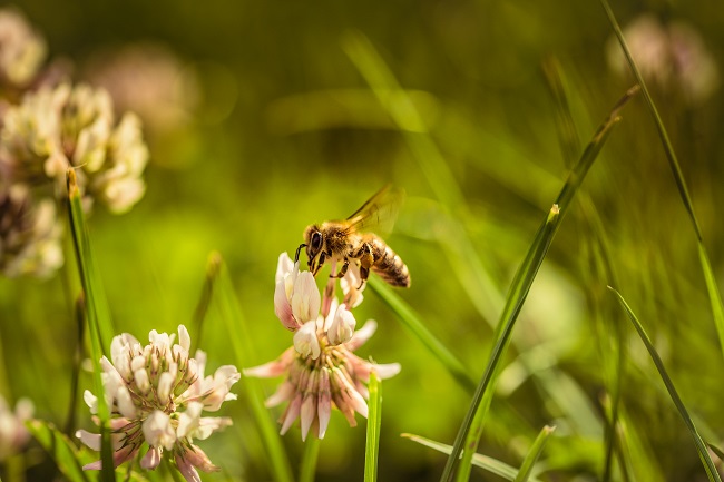 Great Reports Continue to Emerge from Maine on Survival of Honey Bees During Pandemic
