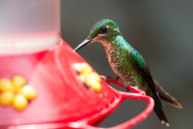 How to Keep Honey Bees Away from Hummingbird Feeder