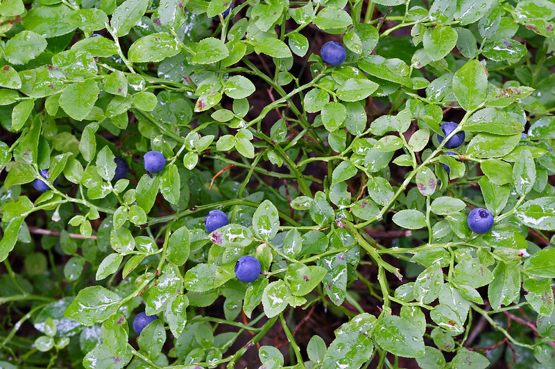 Blueberry, Cherry, and Apple Crops Could be in Danger