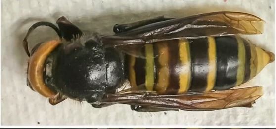 Murder Hornet Captured, Experts Warn Permanent Presence Could Be Imminent