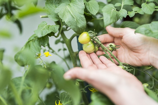 Honey Bees Ignoring Late-Bloomers? No Problem!