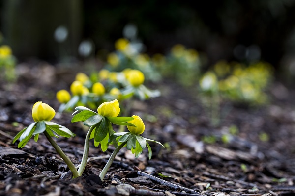 How to Help the Honey Bees This Winter