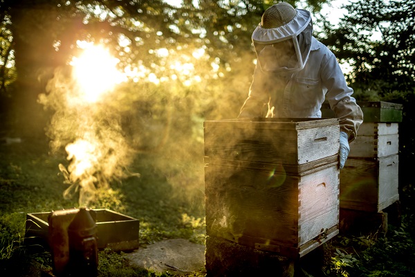 Taking Honey Bee Matters into His Own Hands