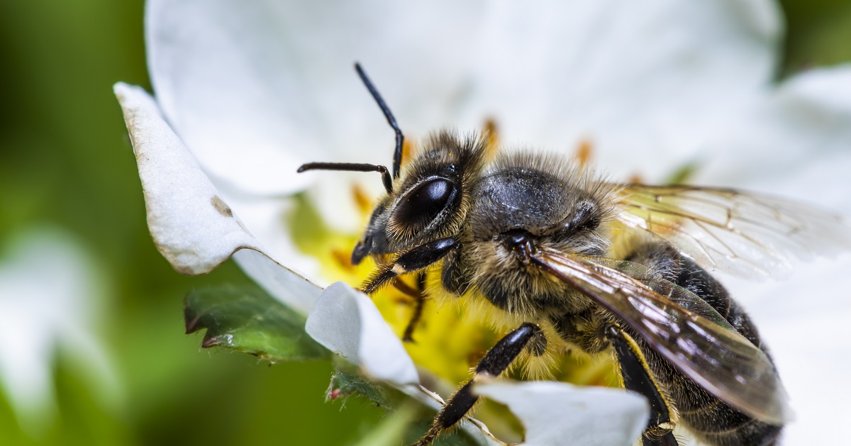 Arkansas Researchers Hoping to Stop Massive Bee Losses