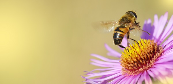 India’s Honey Bees Are Being Killed… by Air Pollution